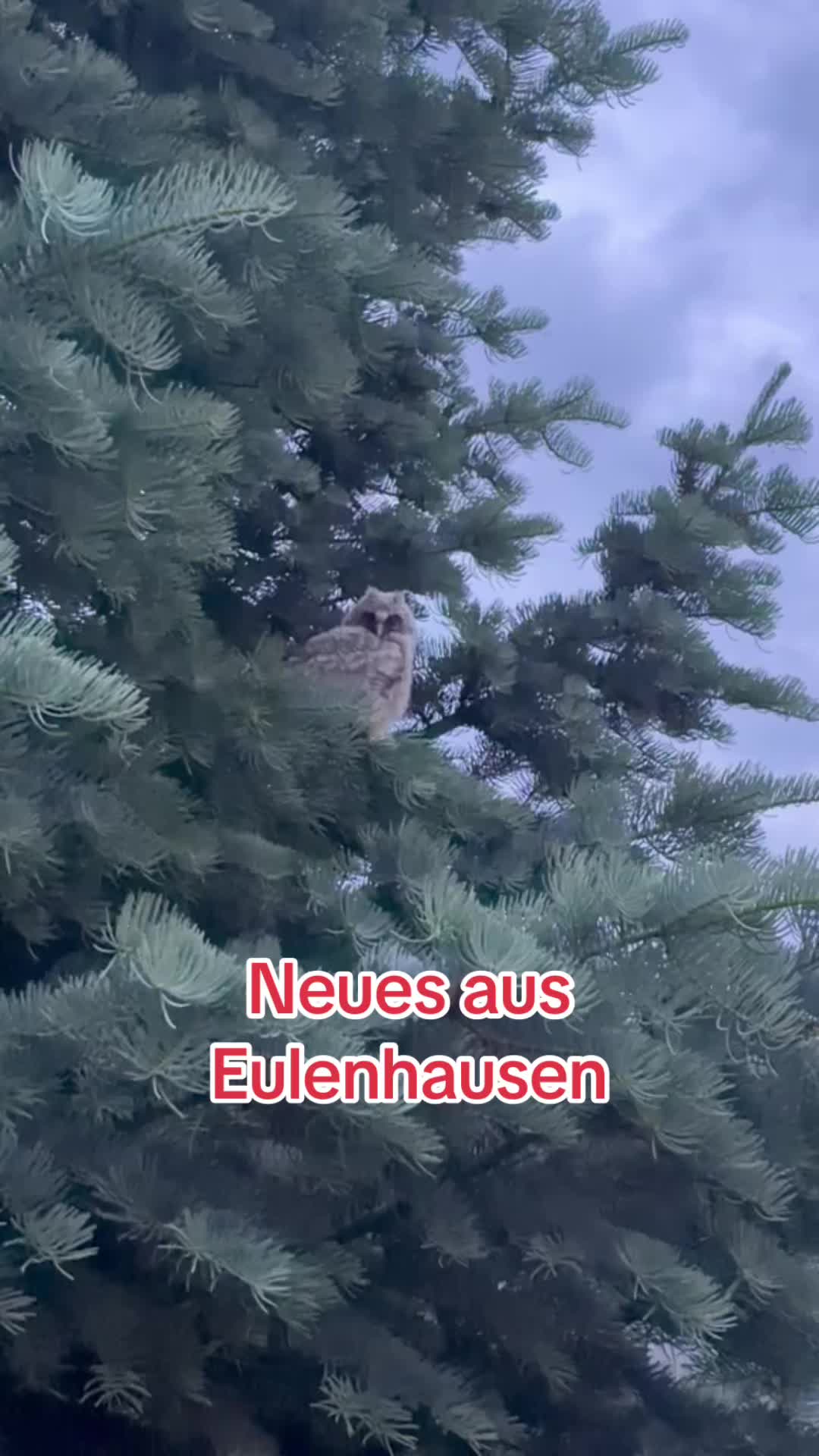 @diepensels