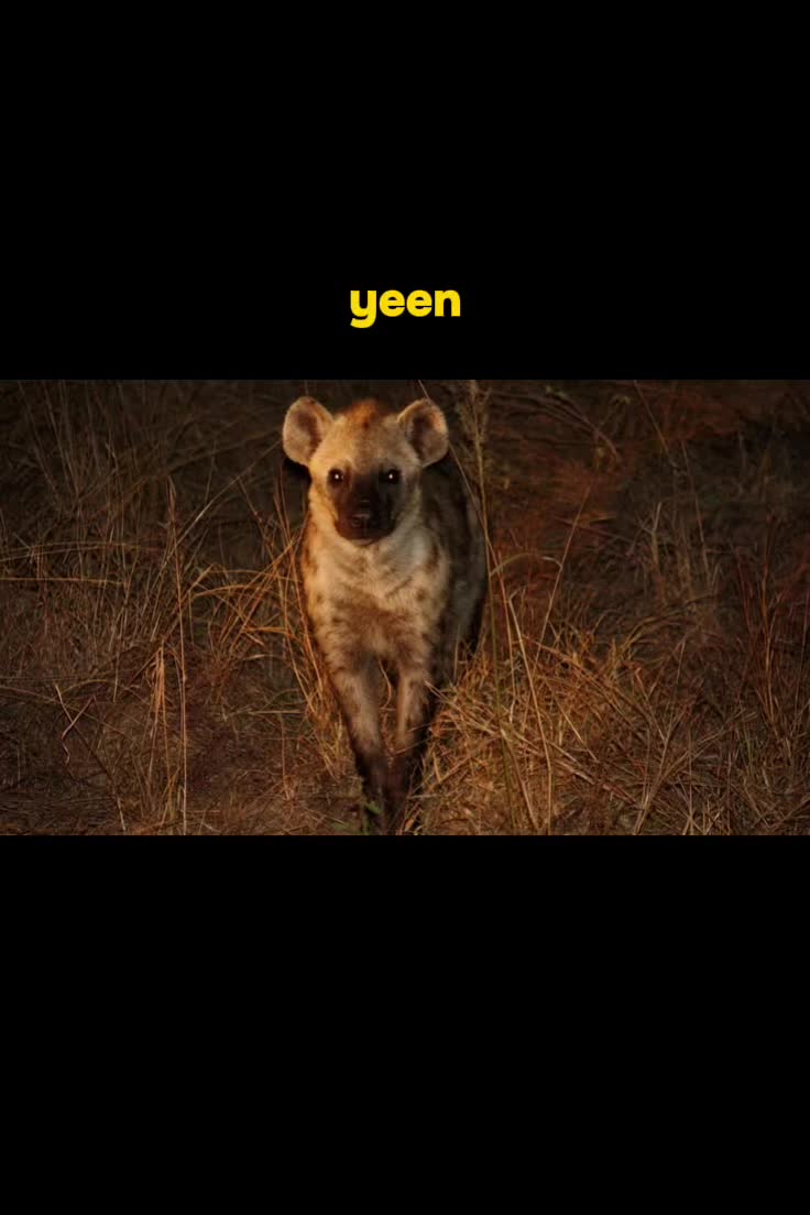 @AbrahamTheHyena🆒6️⃣9️⃣