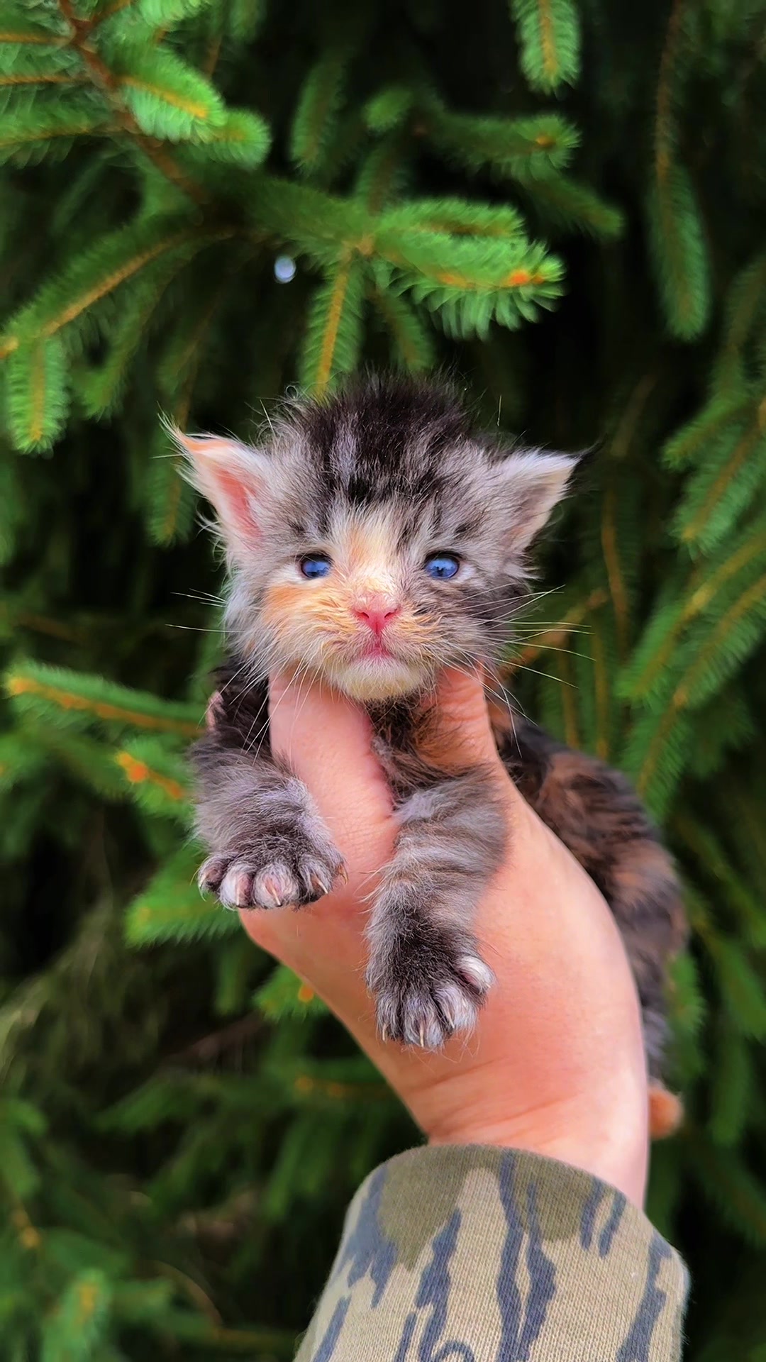 @Mossy&ensp;Cottage&ensp;Maine&ensp;Coons&ensp;🌙