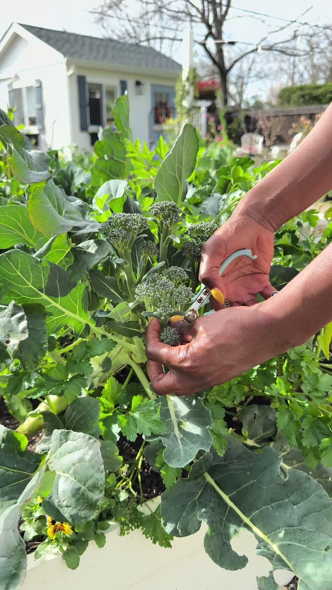 @curlycultivators