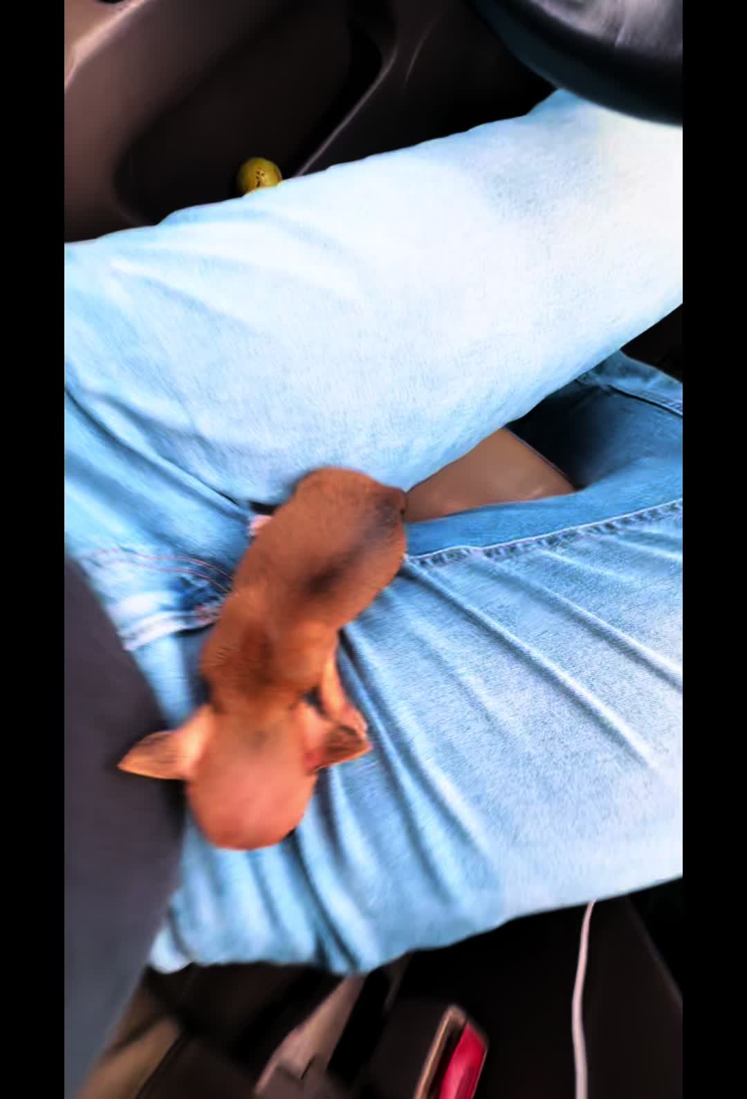 @mini.mew.offical