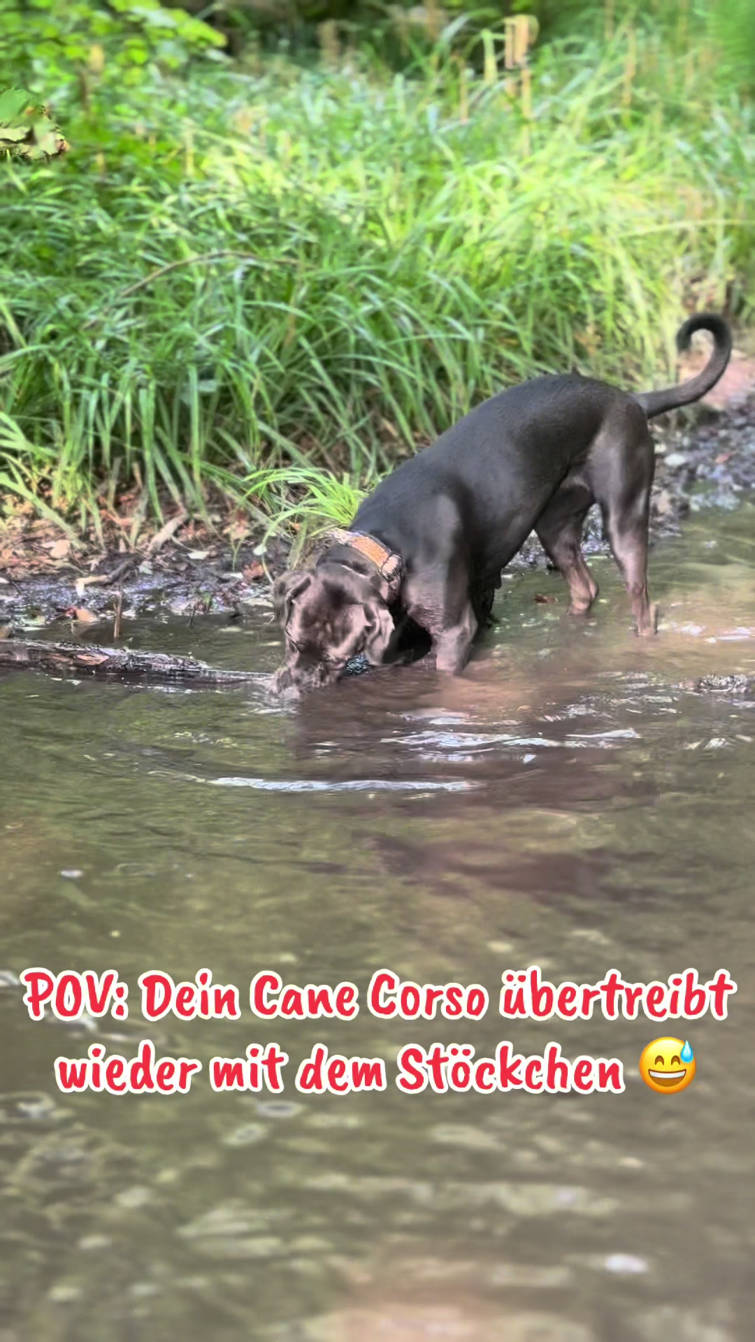 @Cane Corso Ayra 🐾