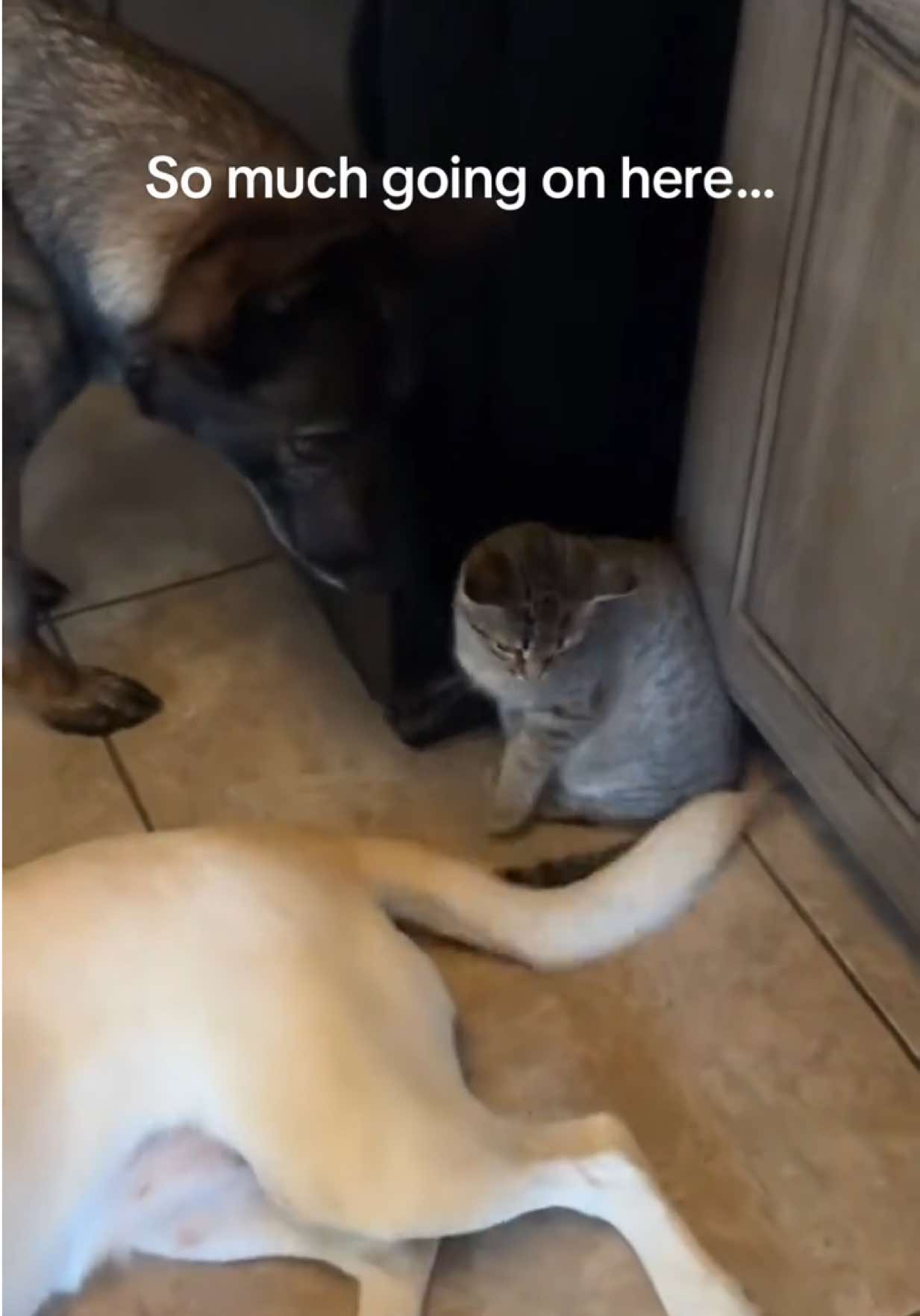 @K9 Dina