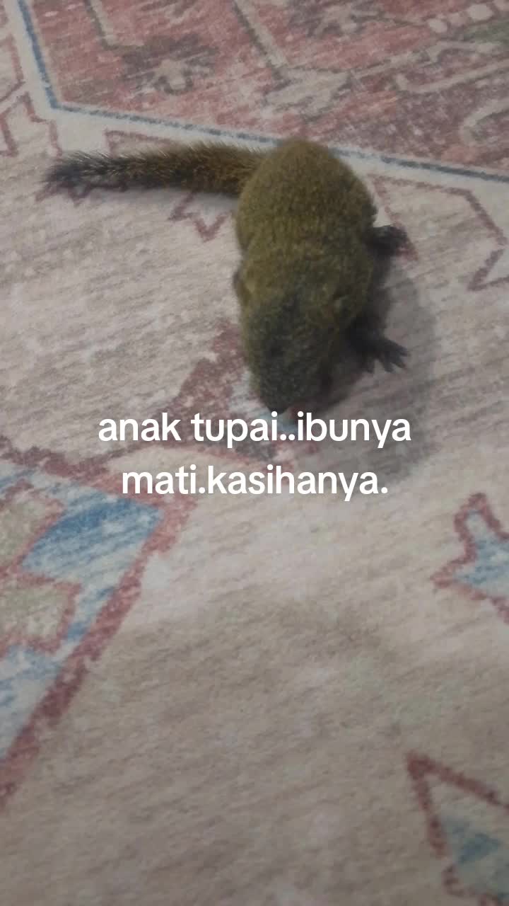 @Wan nasruy
