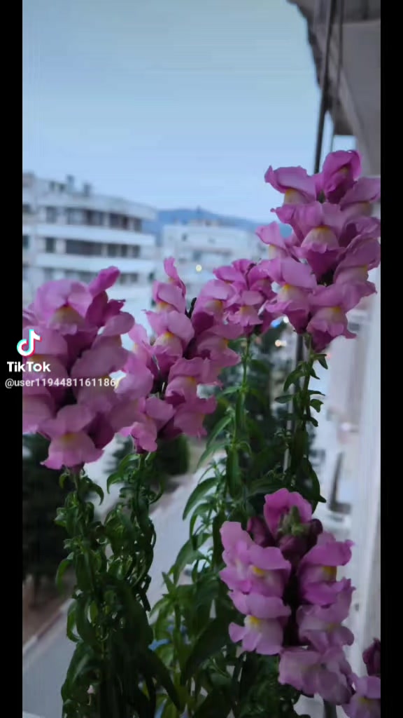 @KOKOŞ