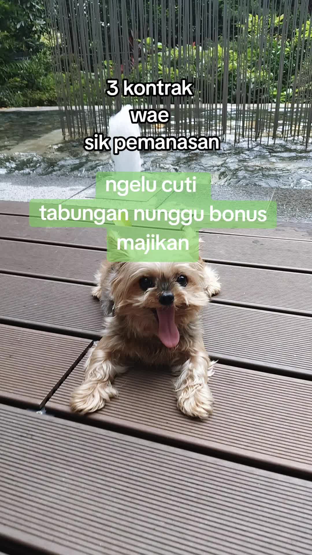 @Davirasayang