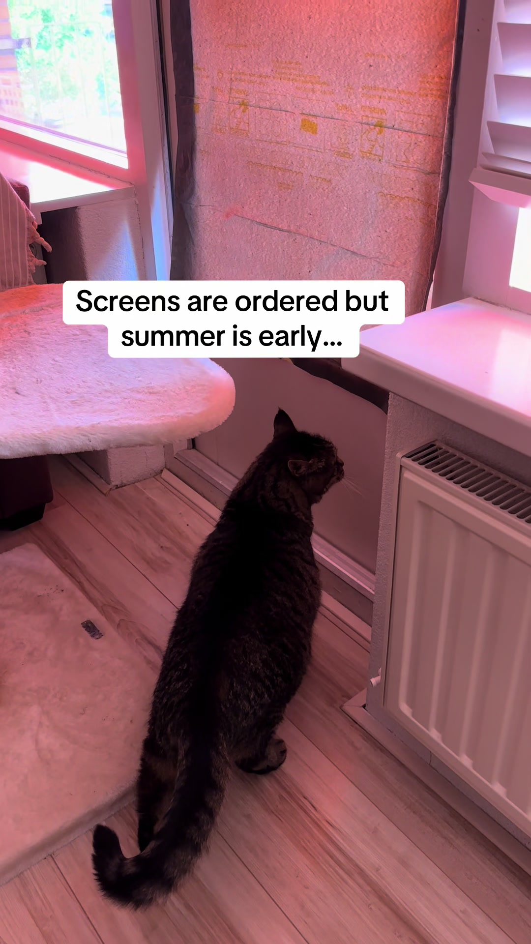 @Joep_the_ rescuecat