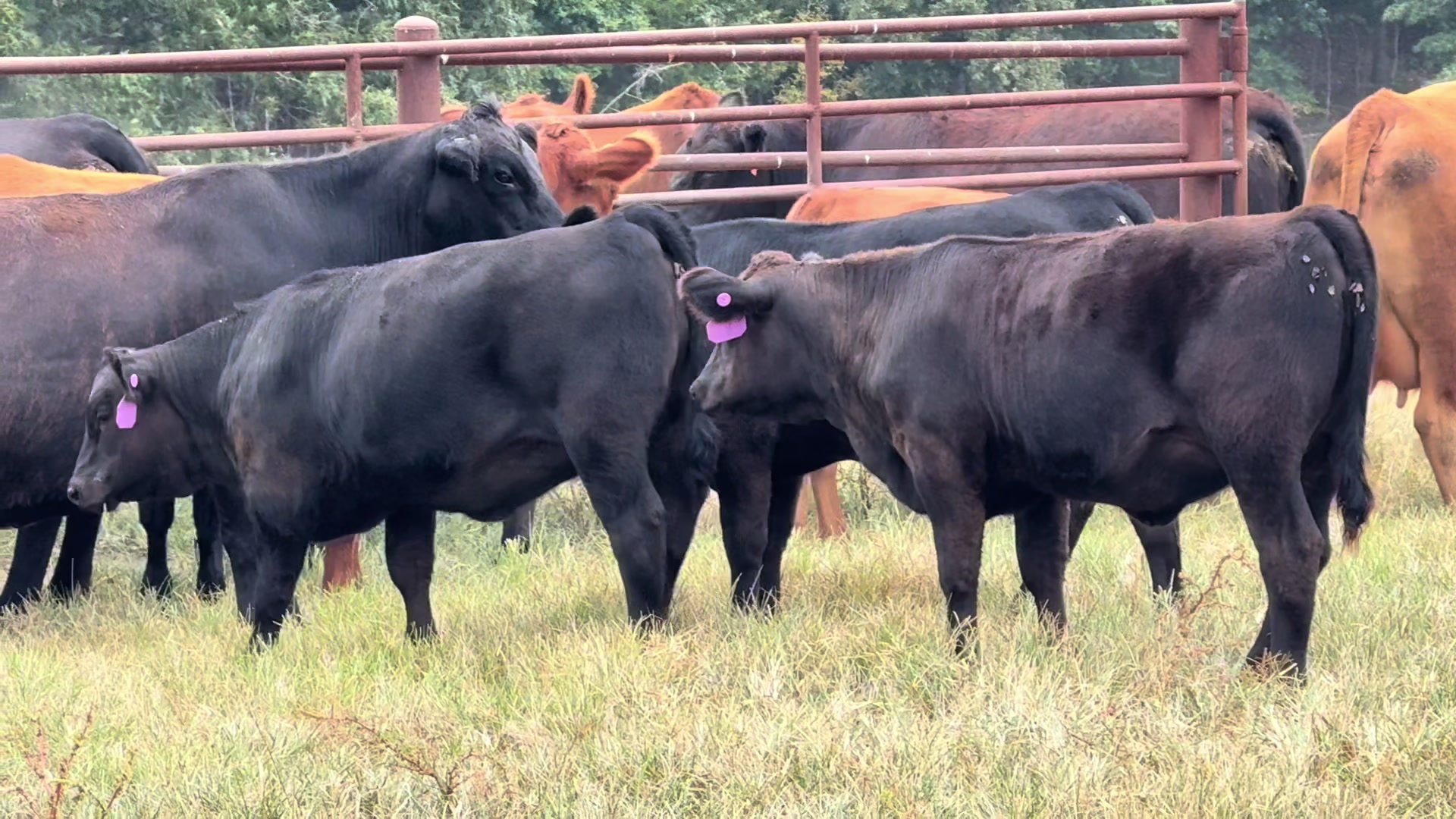 @Massey Land & Cattle