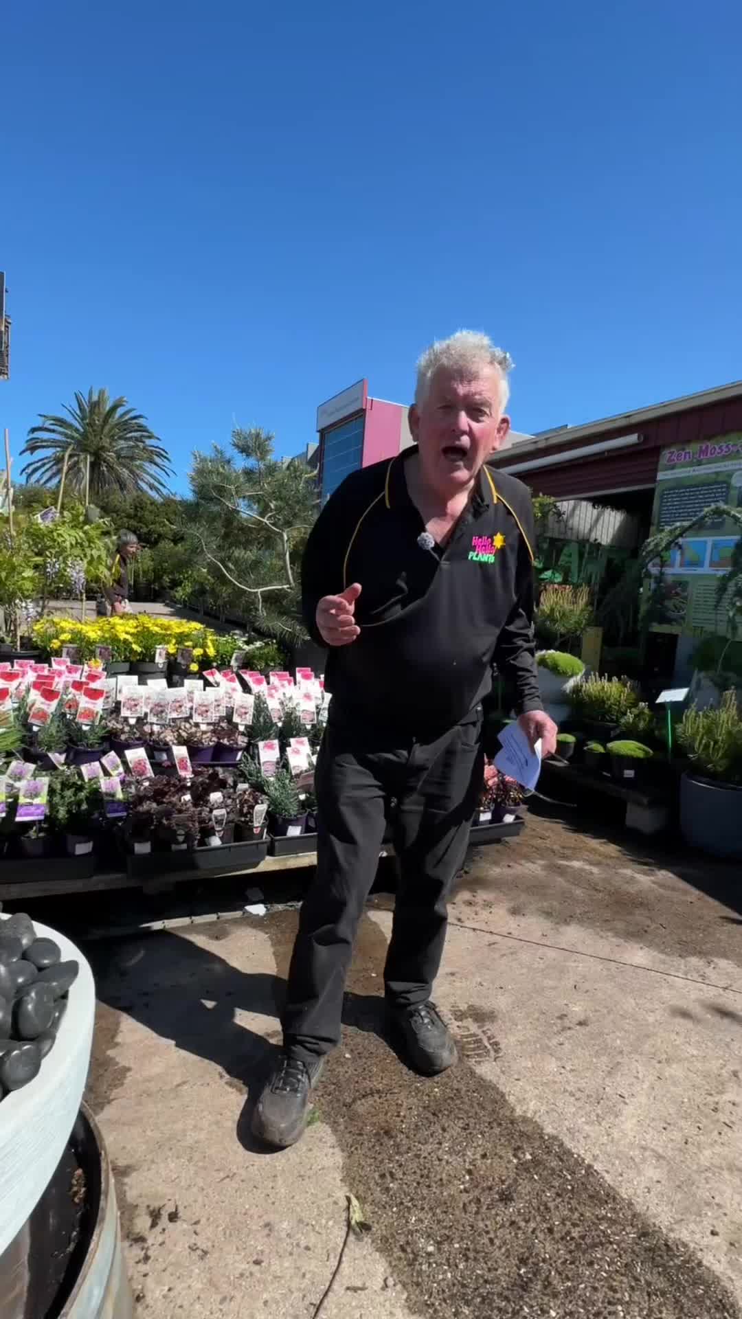 @Hello Hello Plants Nursery