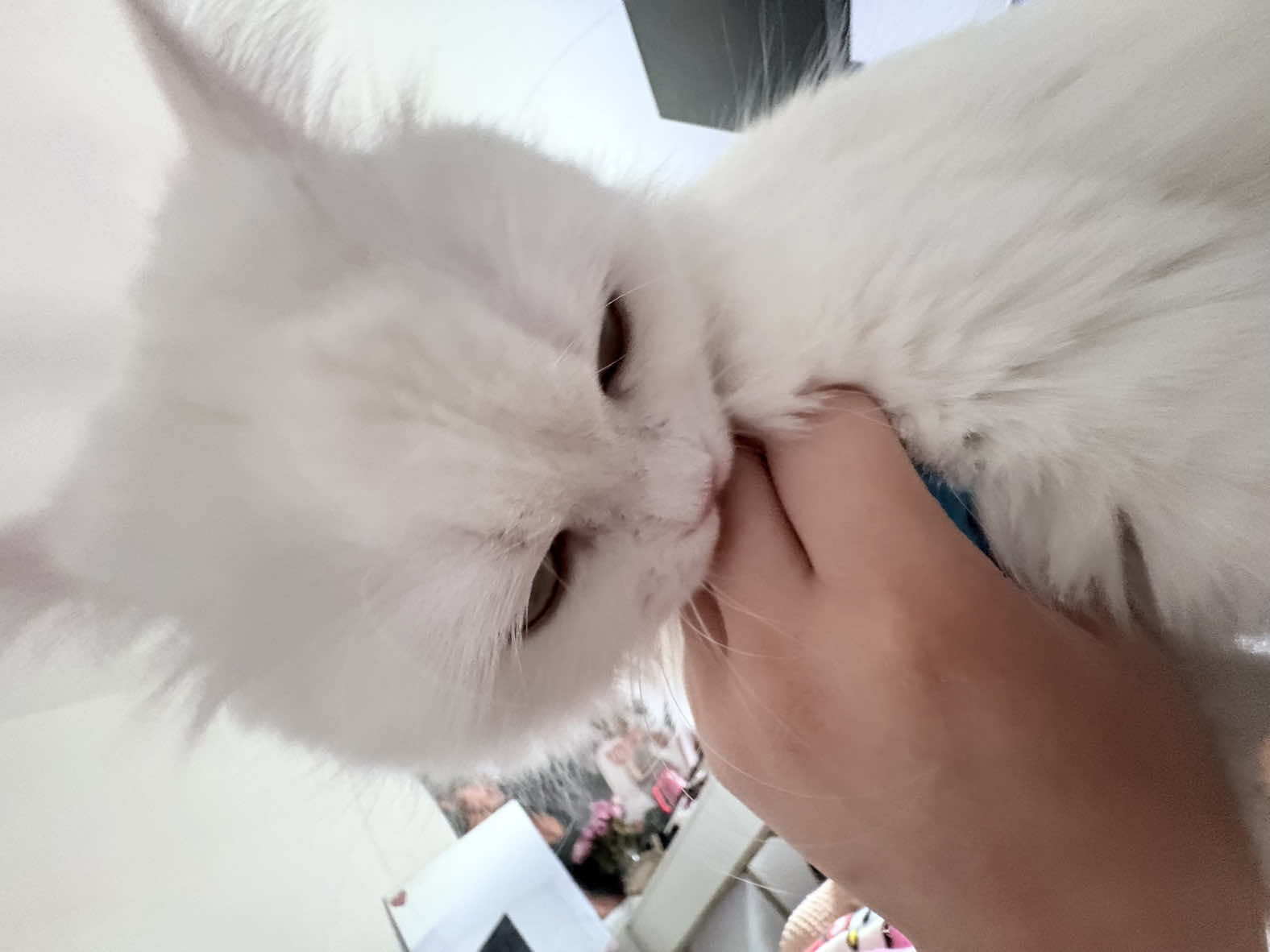 @sybau🥰