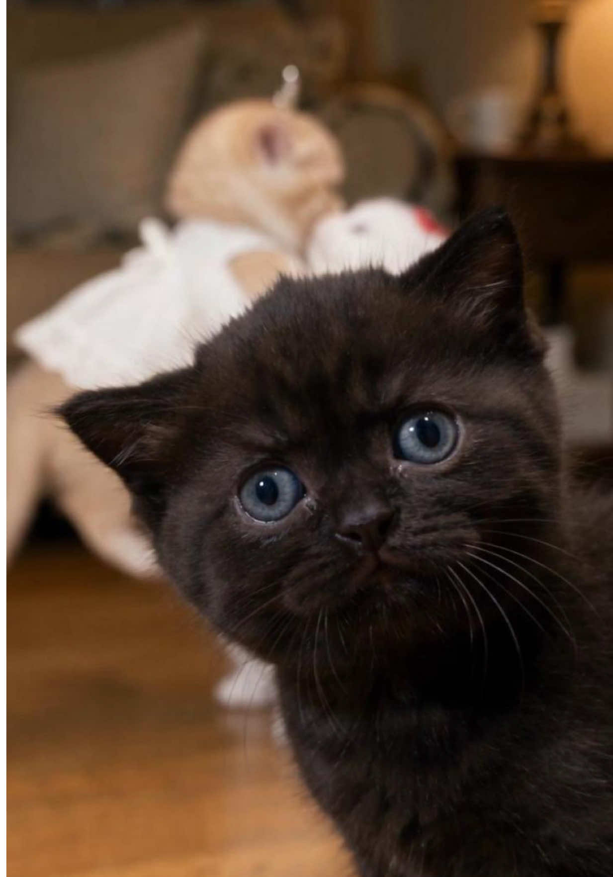@Tiny Odd Pets