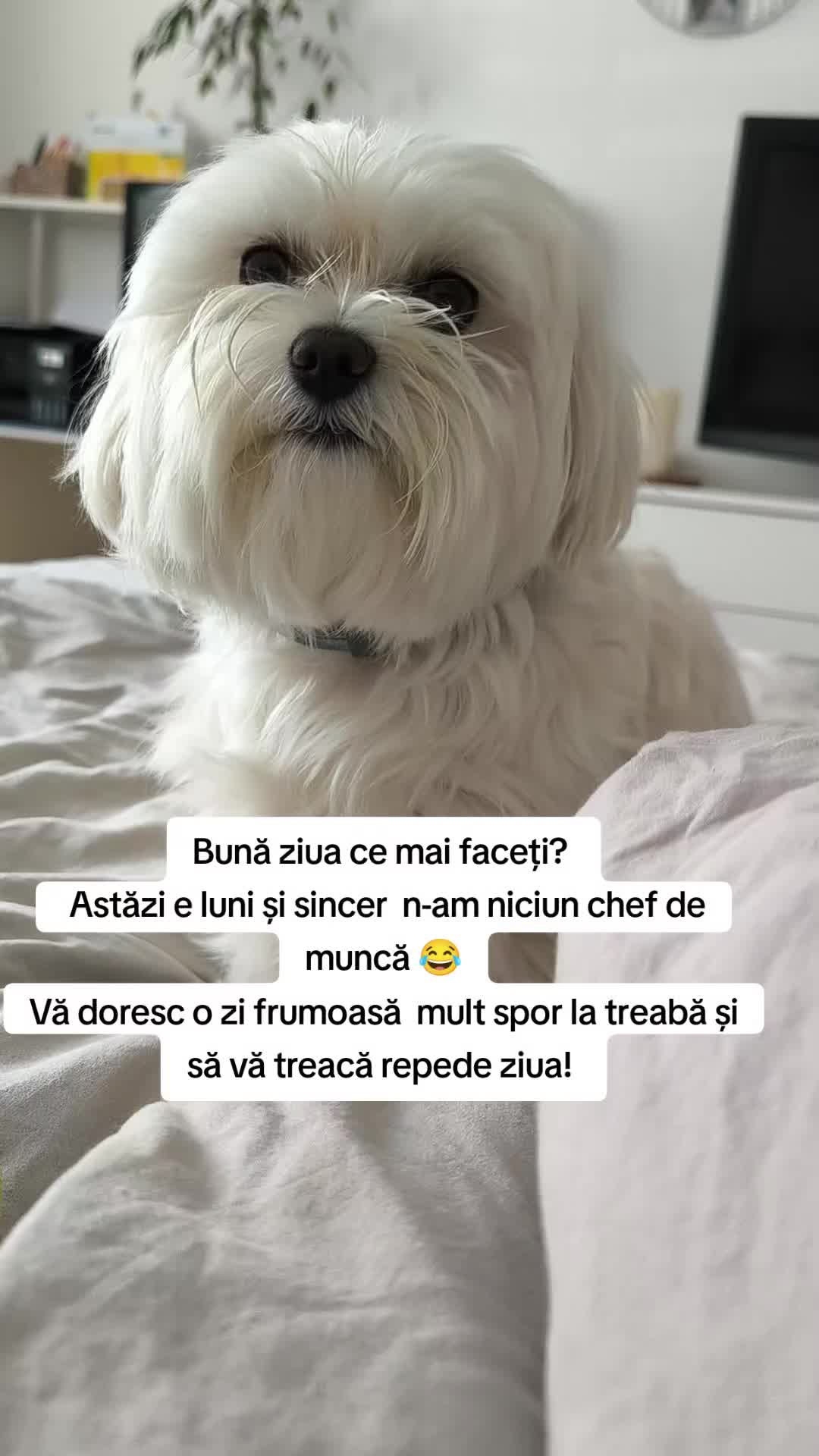 @🐾 BUBI 🐾