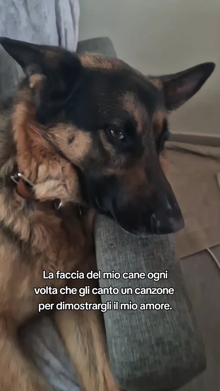 @⚜️🐾THOR&PICKY🐾⚜️
