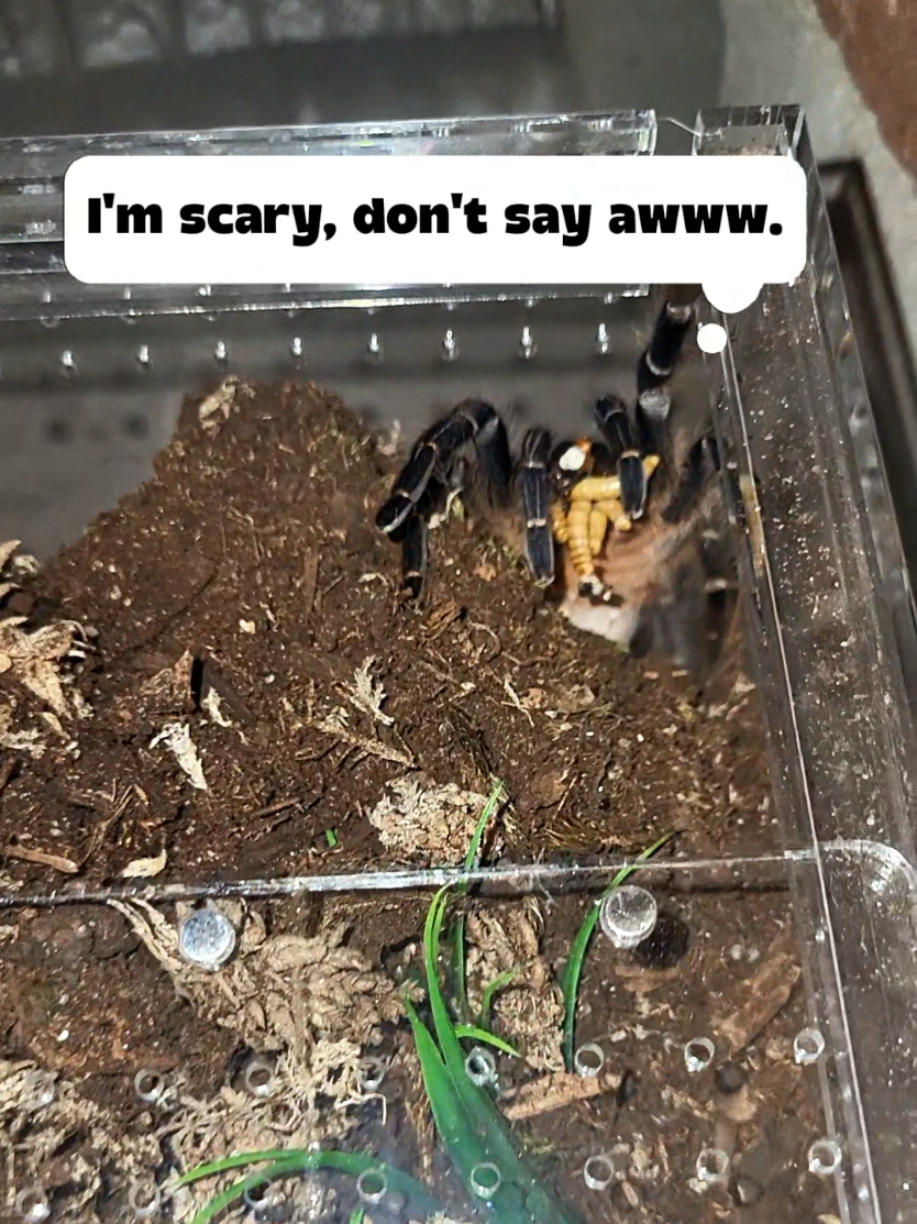@Ambasspooders