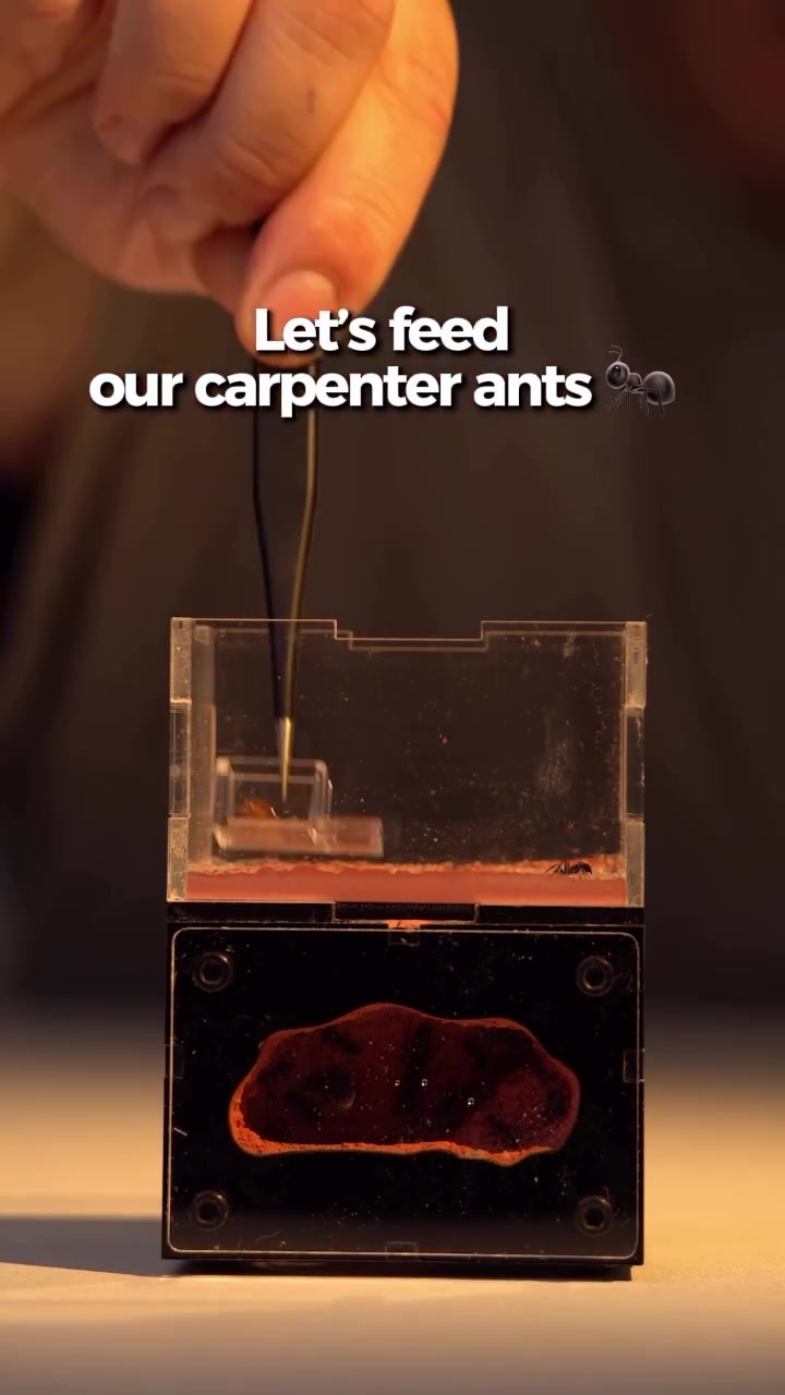 @antshq
