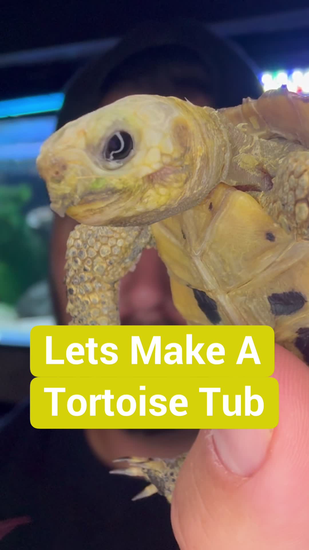 @Tommys_reptiles