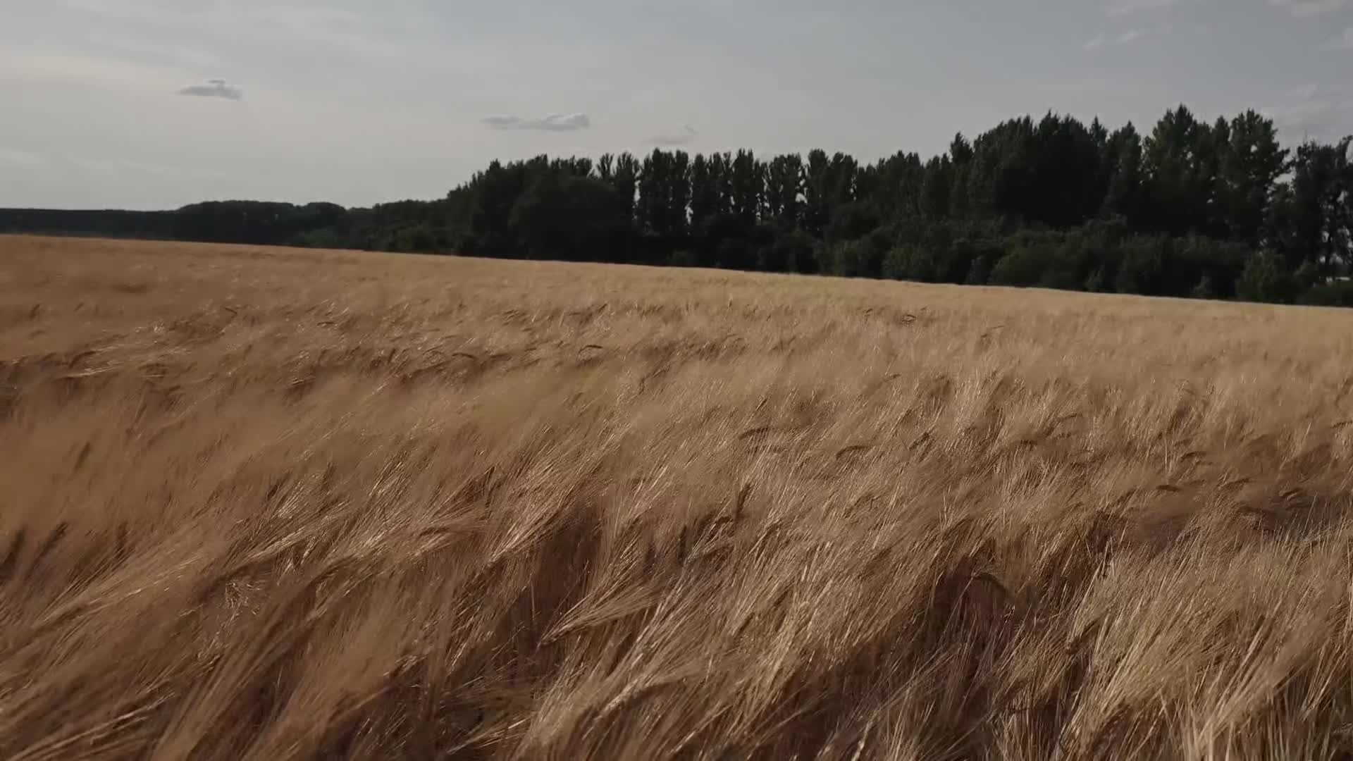 @C u r s e d  L i f e