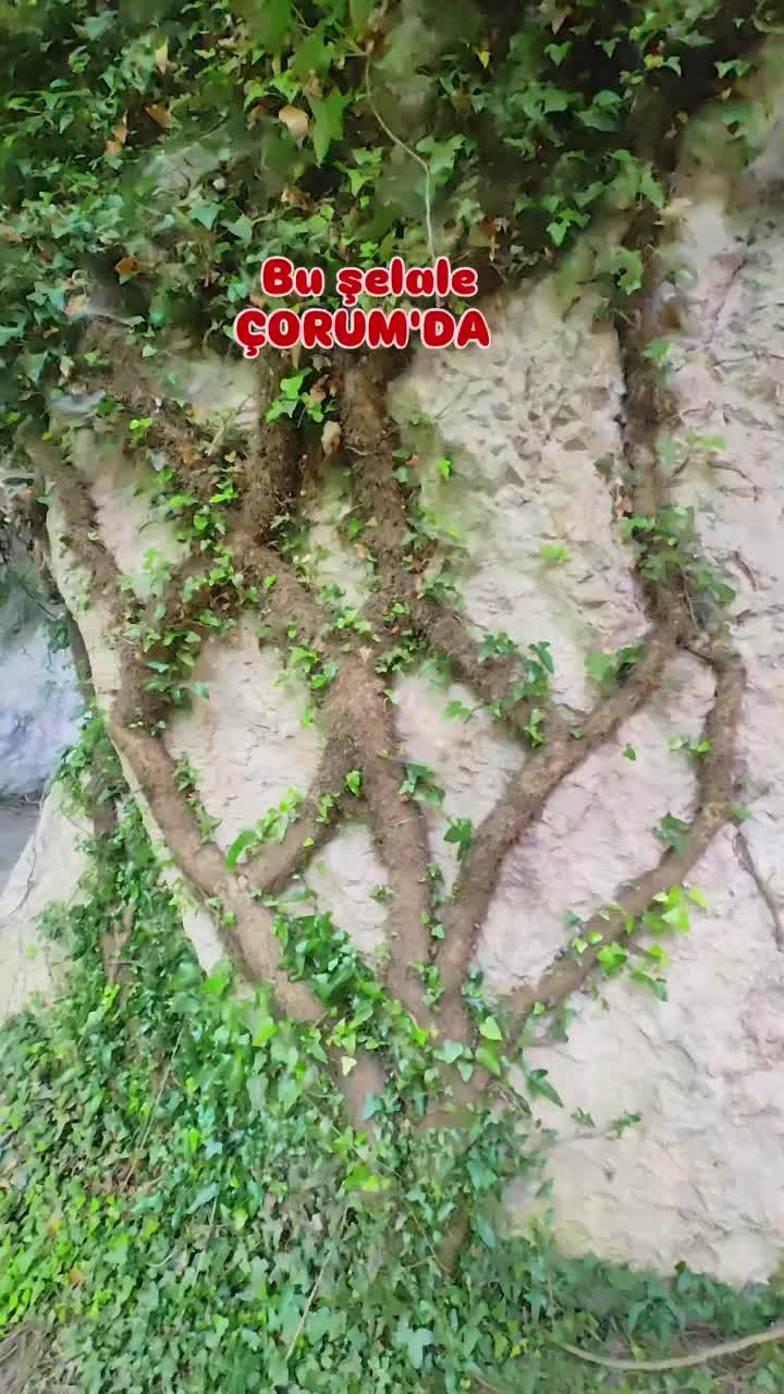 @Avrupadaki_Corumlular_19