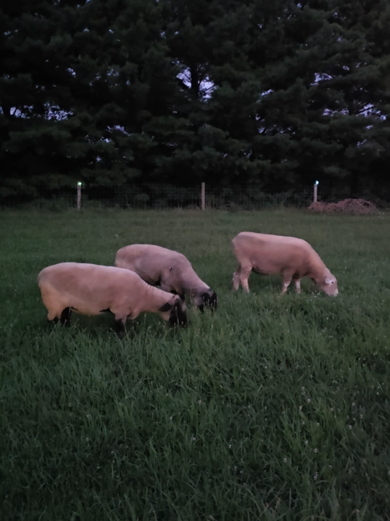 @HarmonyHillFarmSanct