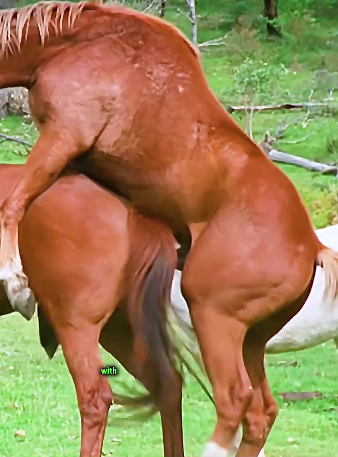 @look animals