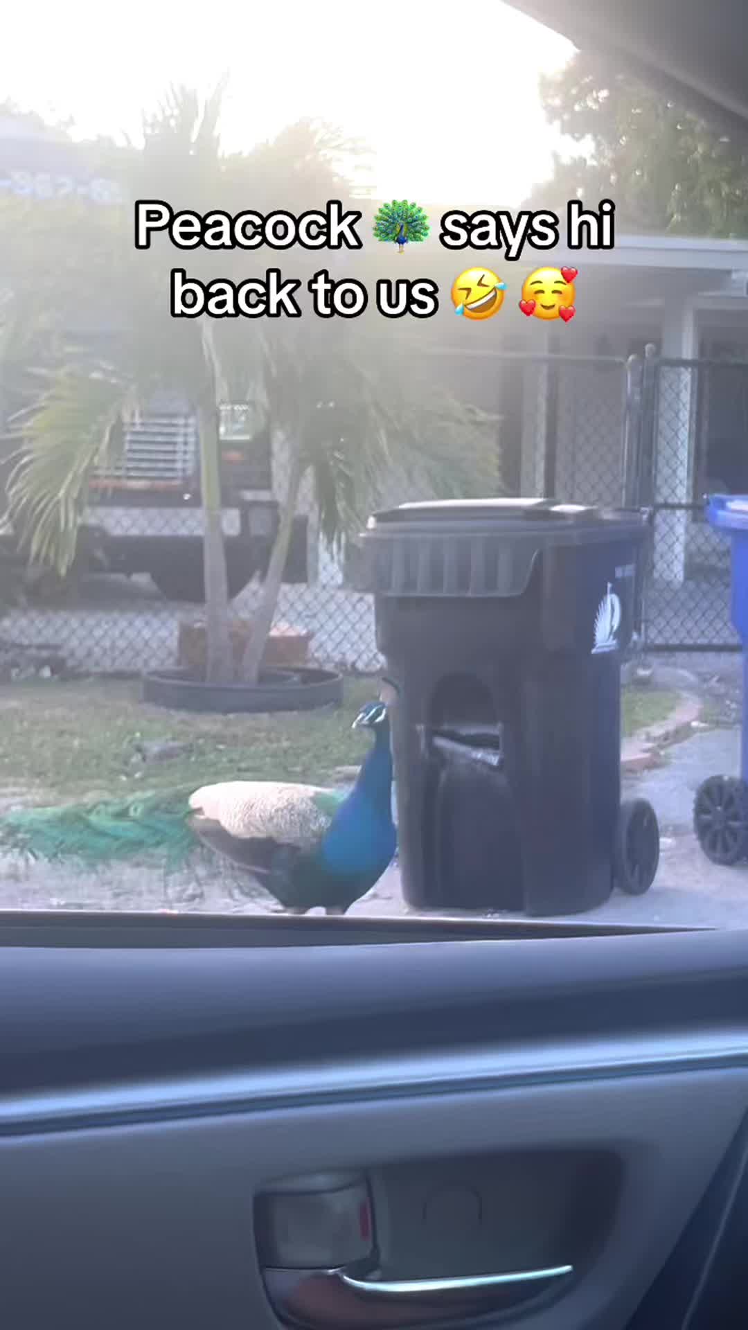 @Funny😁 animals👀