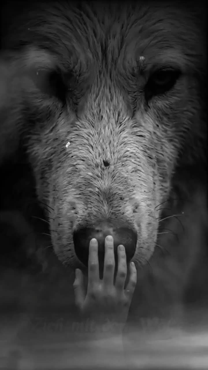 @🐺 Zieh mit den Wölfen 🐺