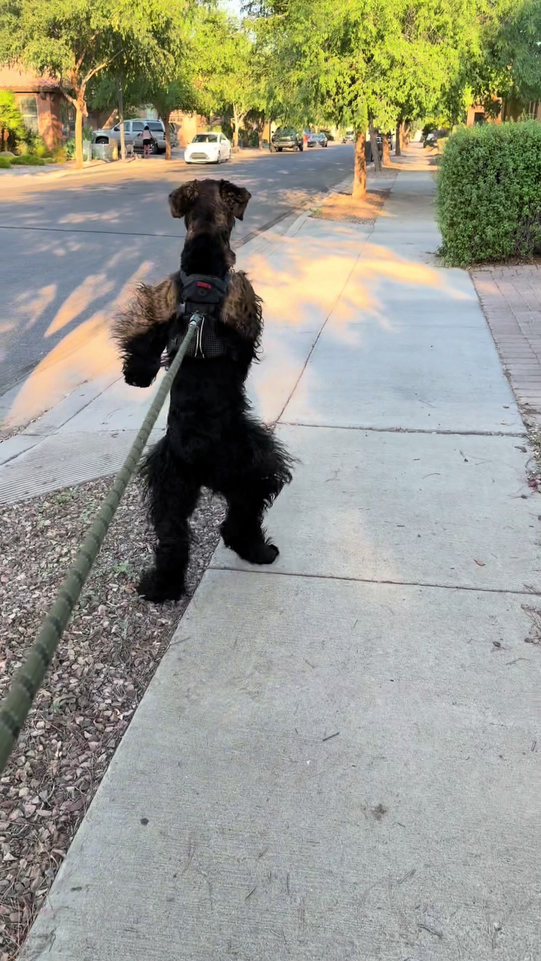 @Fiona Walks