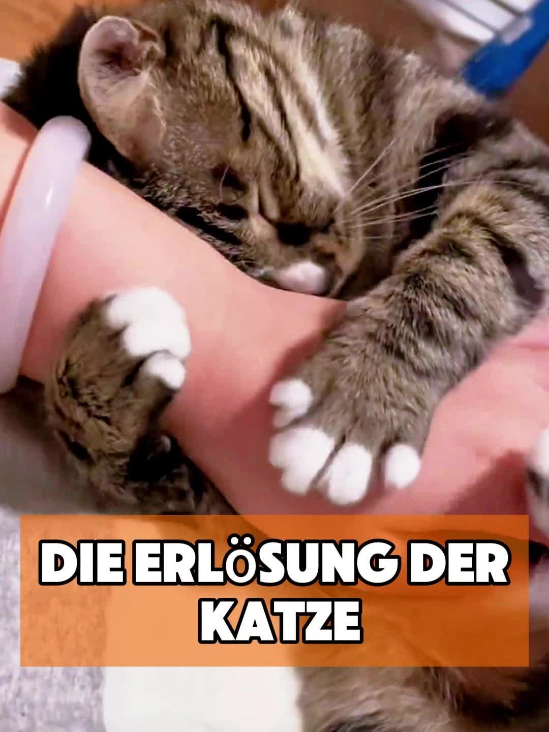@toto_tier