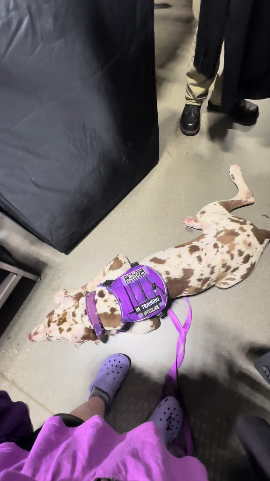@ladyvetandherpack