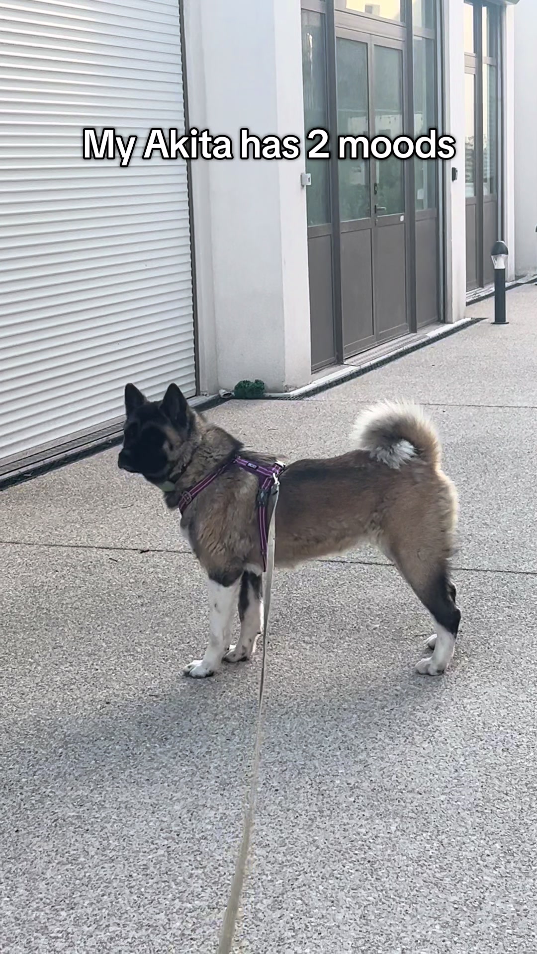 @Buffy_American_Akita