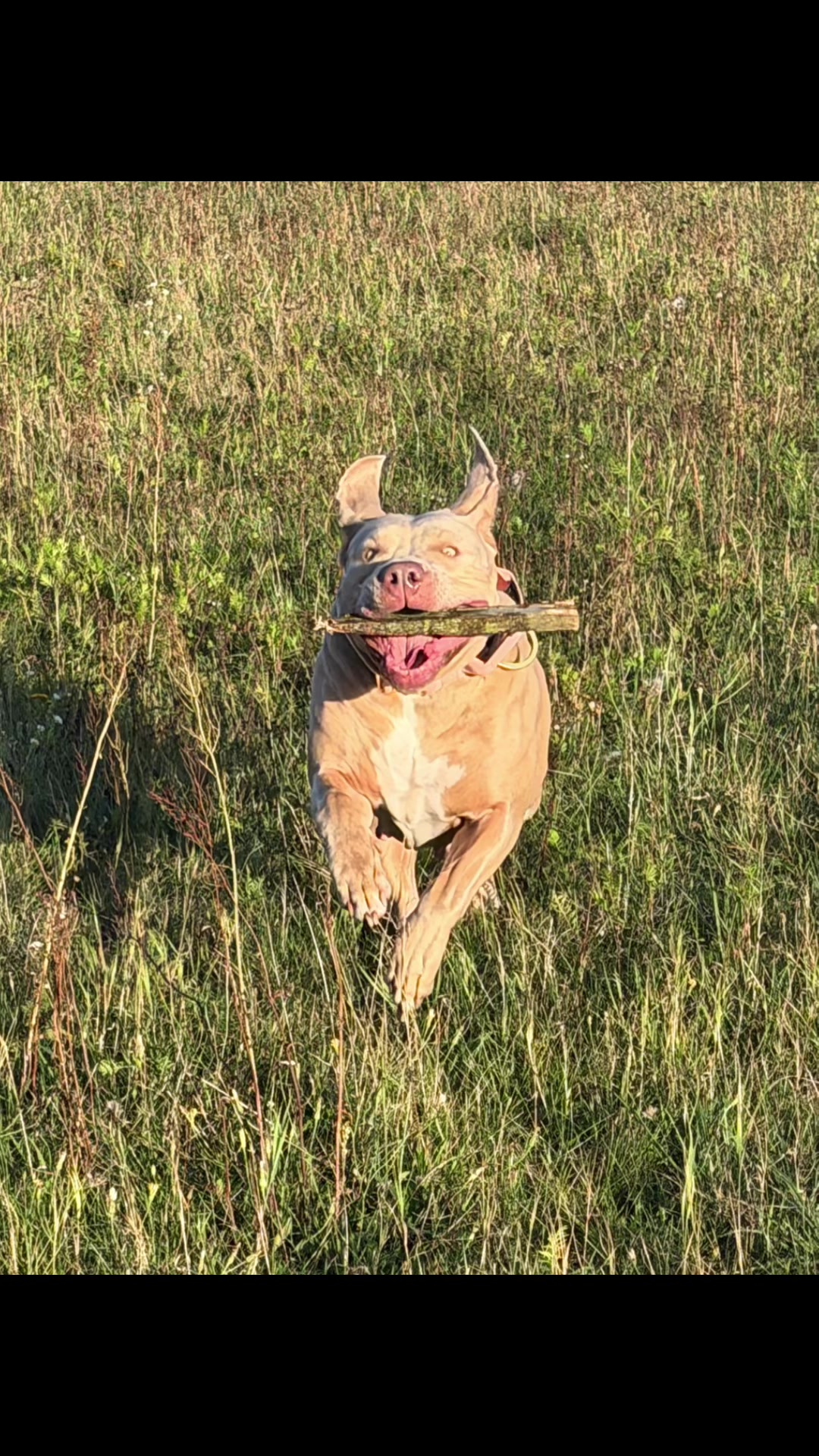 @Balder.Bulls.Kennel