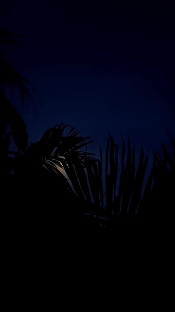 @🌴🐅பனைமரம்🐅🌴