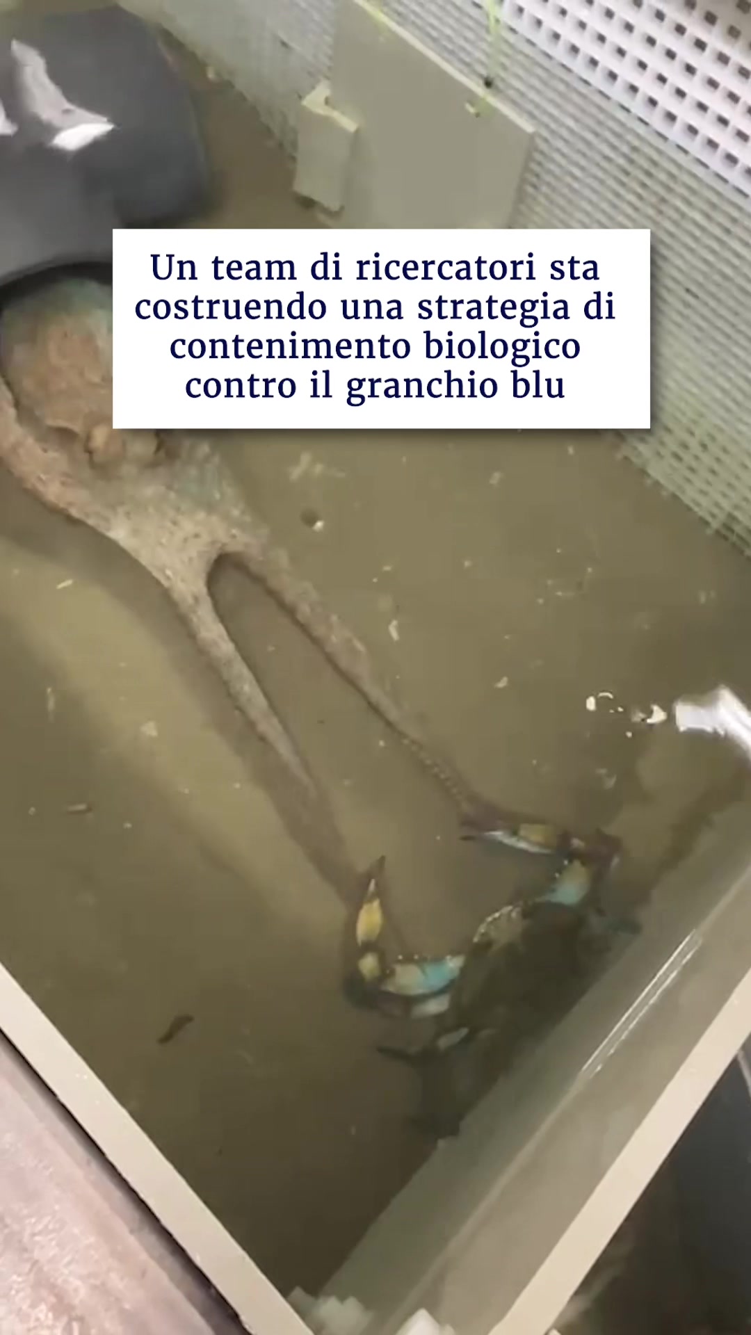@L'Indipendente