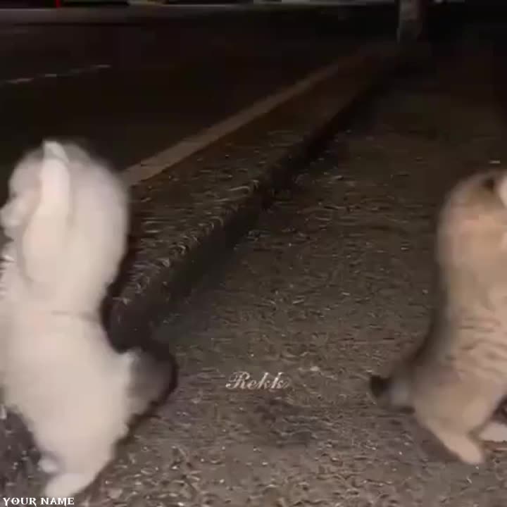 @๐๐ข๐ ๐ฆ๐จ๐ง๐ค๐ฒ๐๐๐