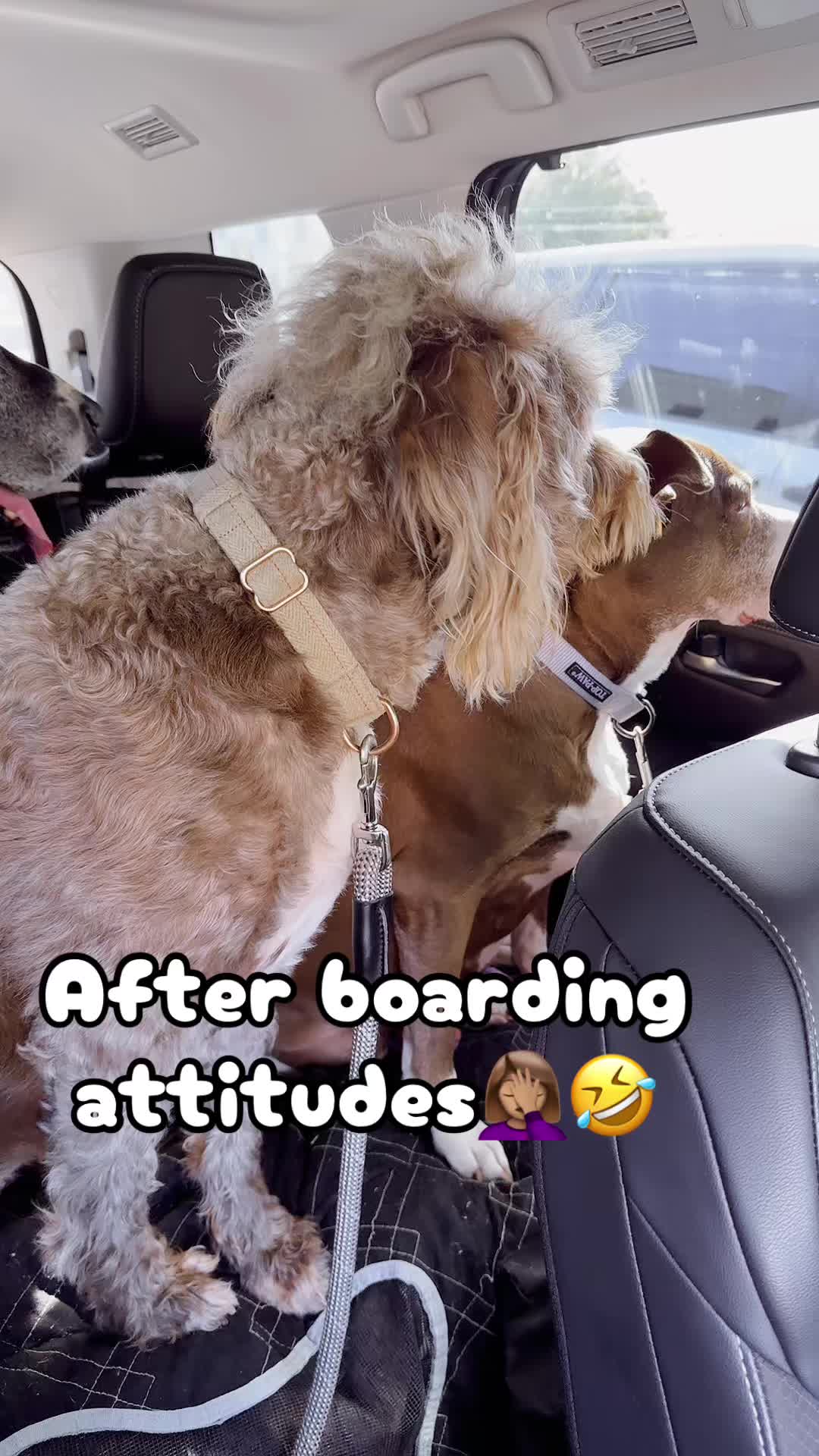 @dem fur kids mum
