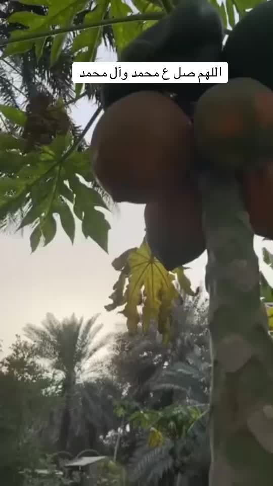 @ashkaltbiah