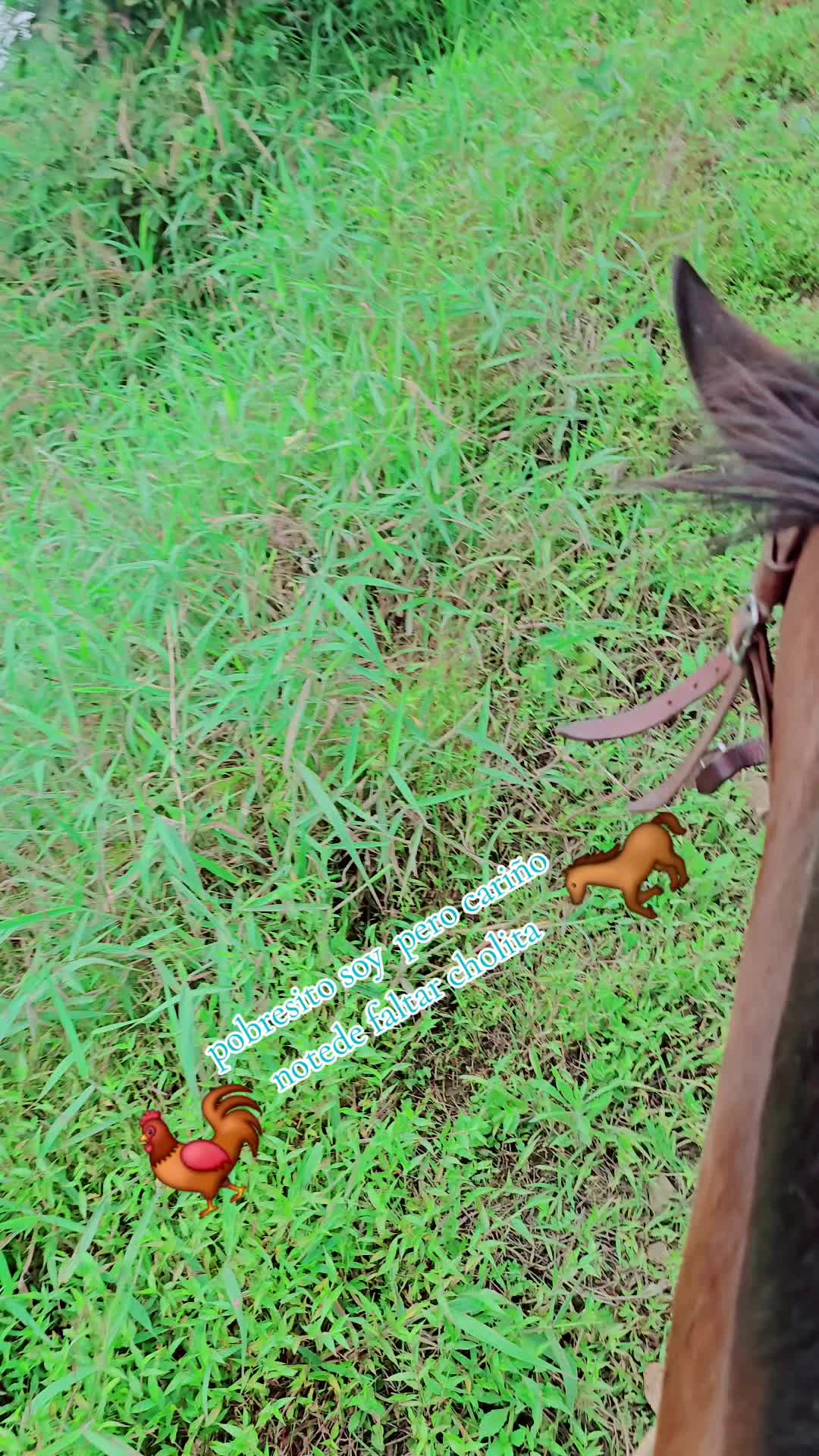 @🐓TU GALLO FINO 🐓