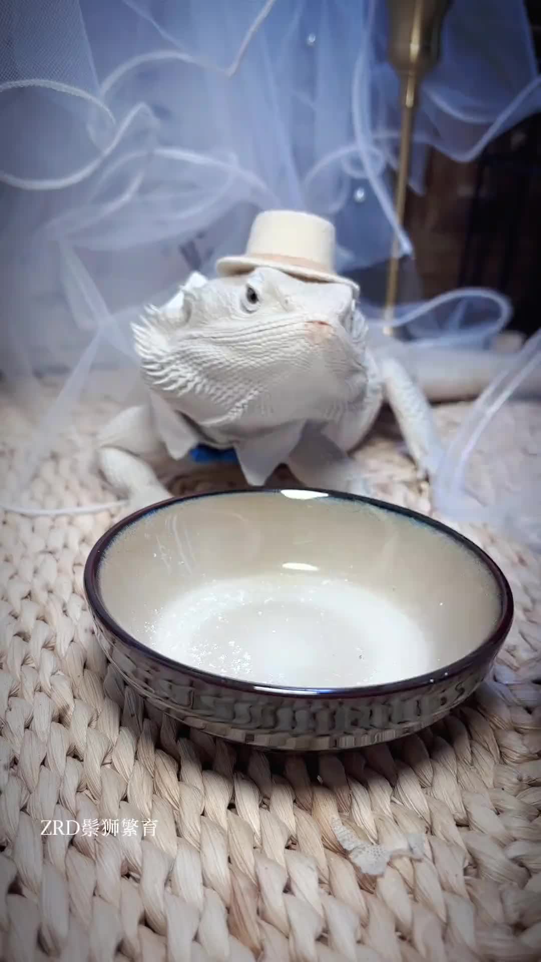 @ReptileHavenUS