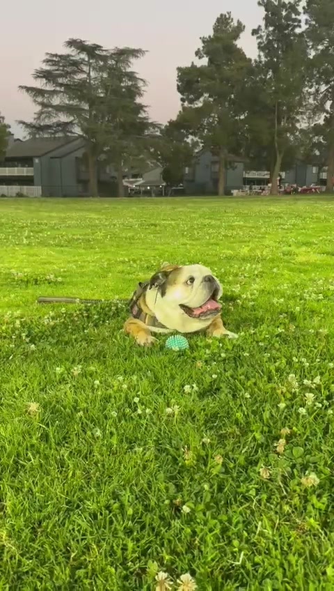 @Taco 🐶🧿