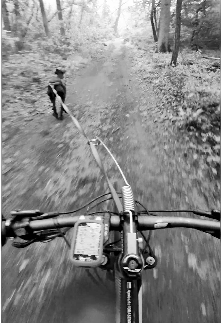 @Agnieszka Ignaszak bikejoring