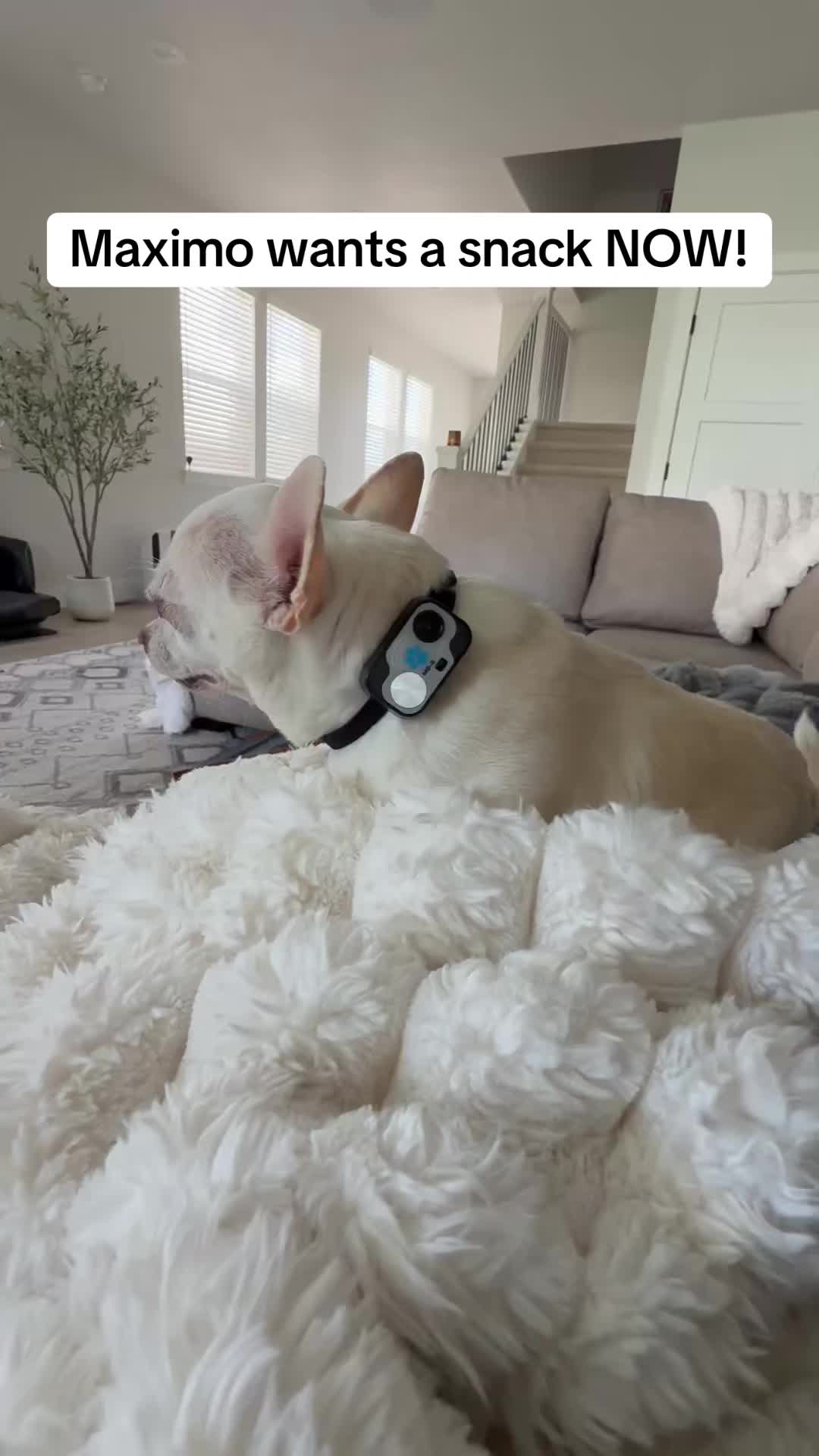 @Maximo Cornelius the Beefy Chi