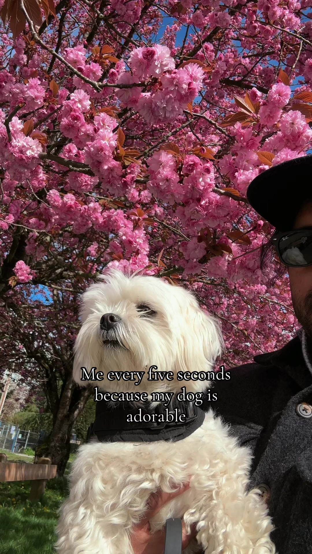 @theluckymaltese