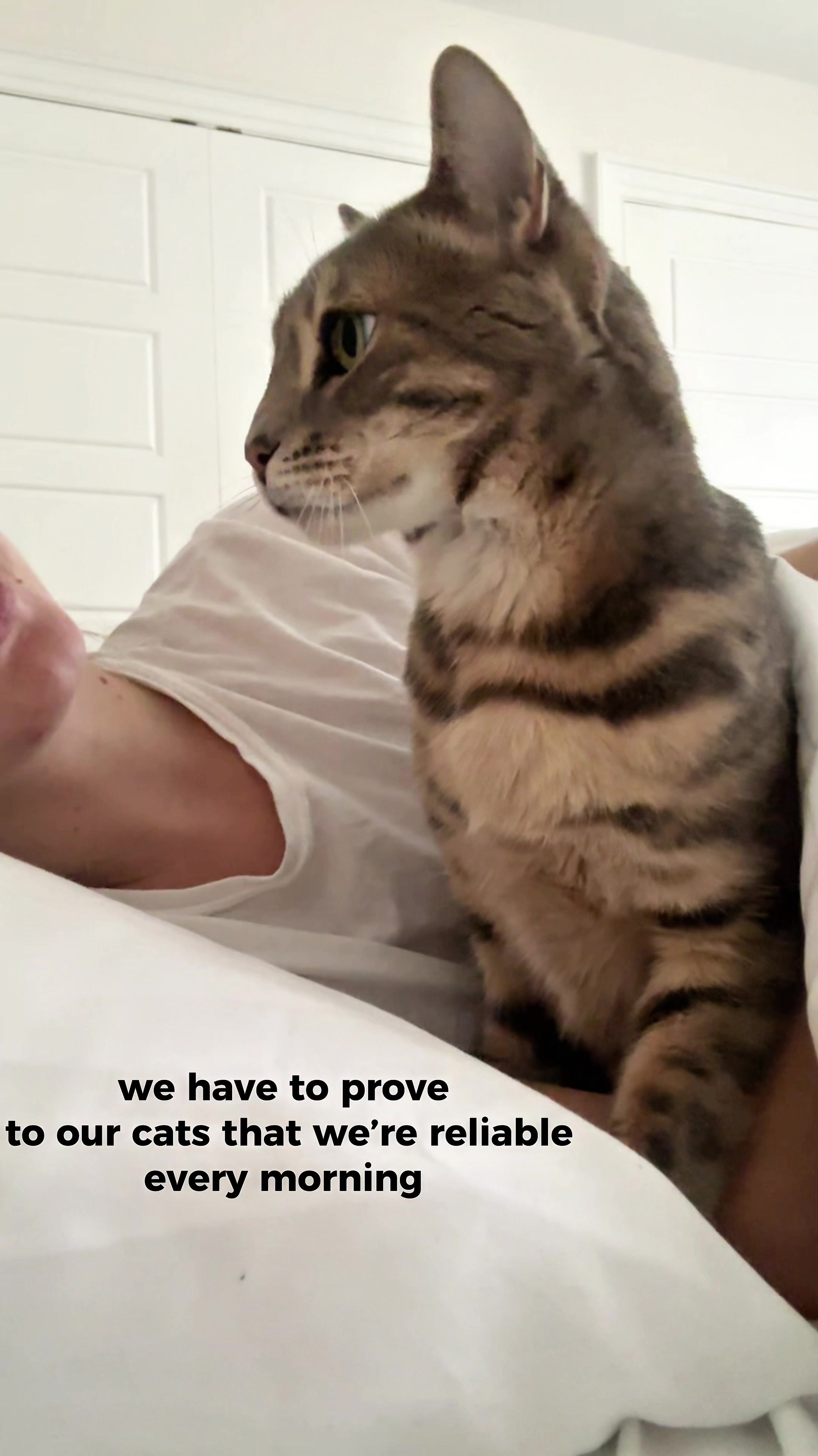 @Mochi the Bengal