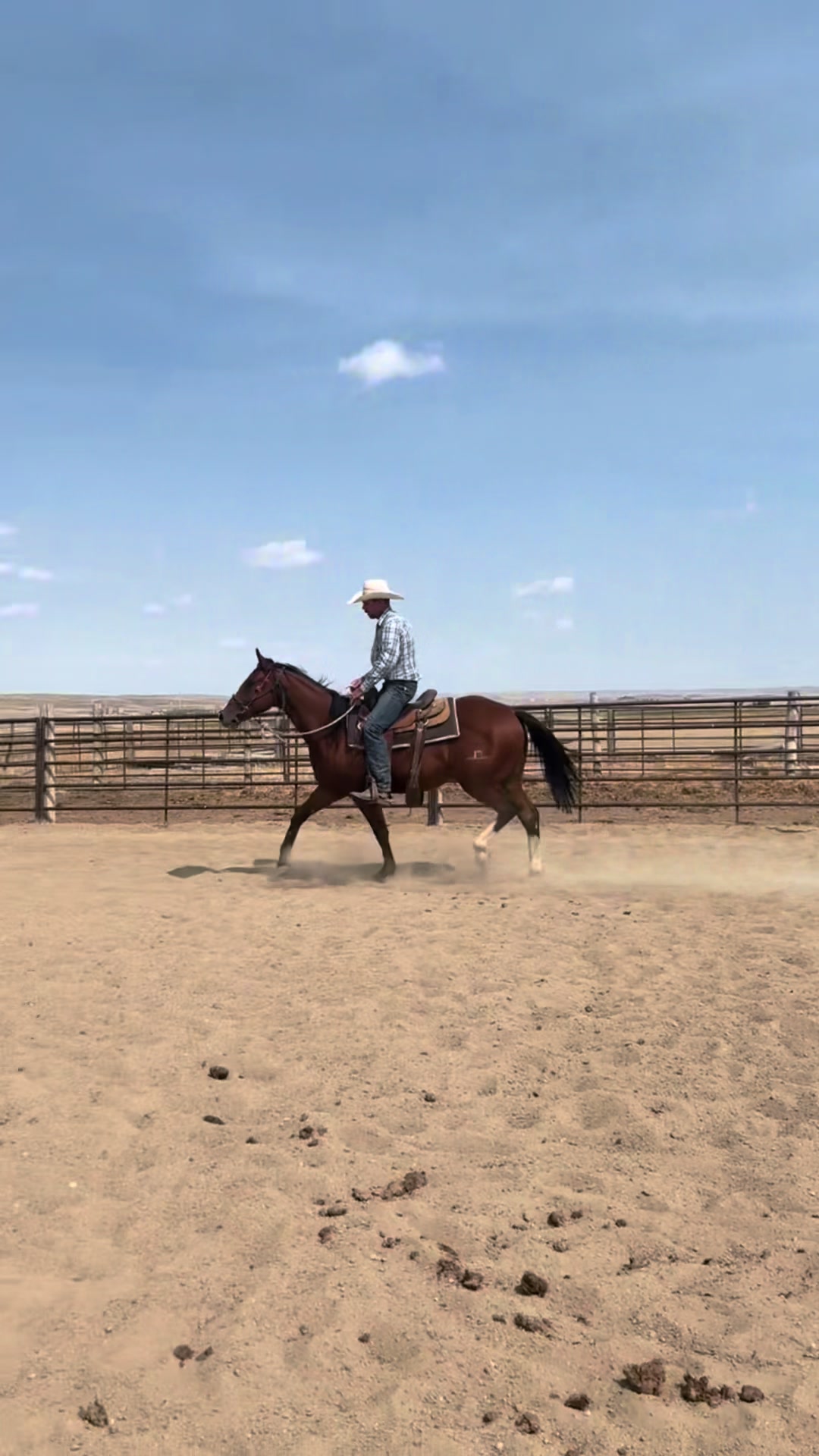 @88 Ranch Performance Horses