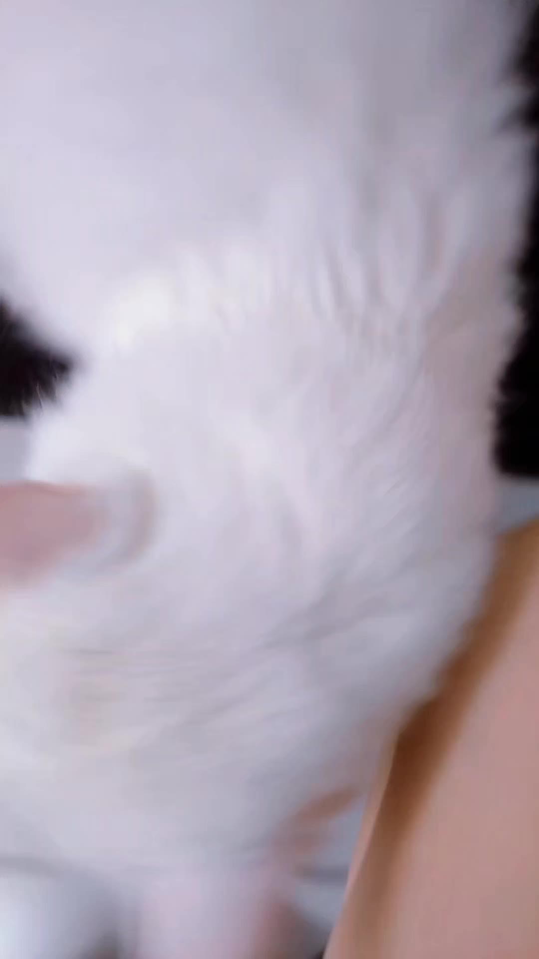 @Lucky Cats
