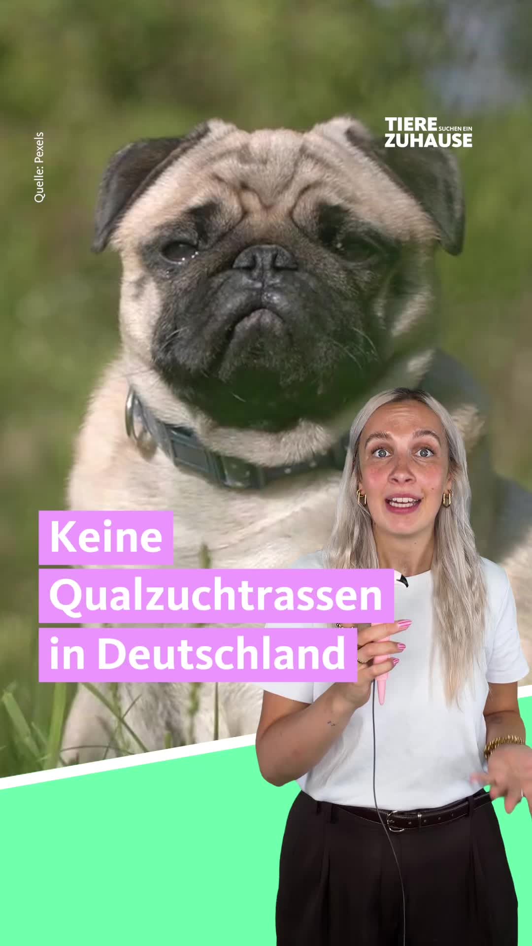 @Tiere suchen ein Zuhause