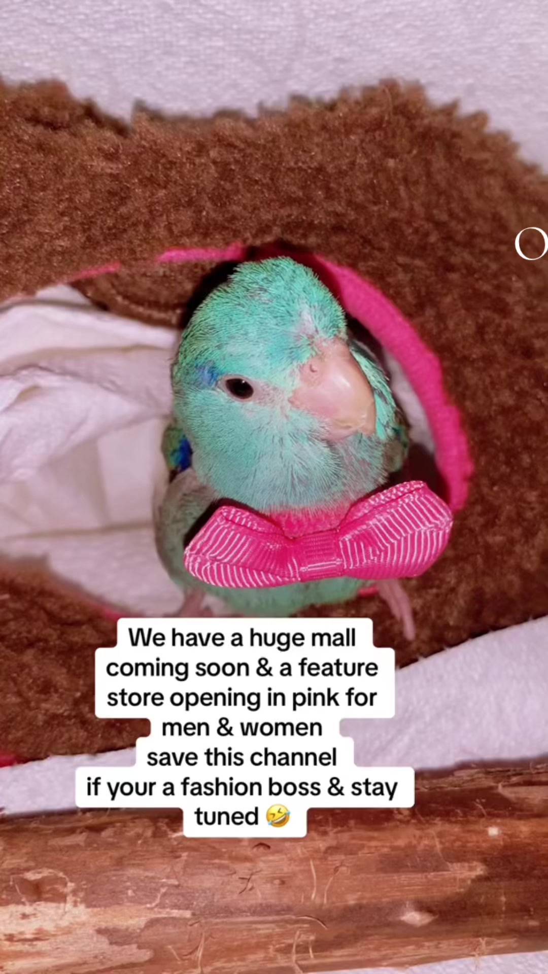 @Baby Birdie Boss