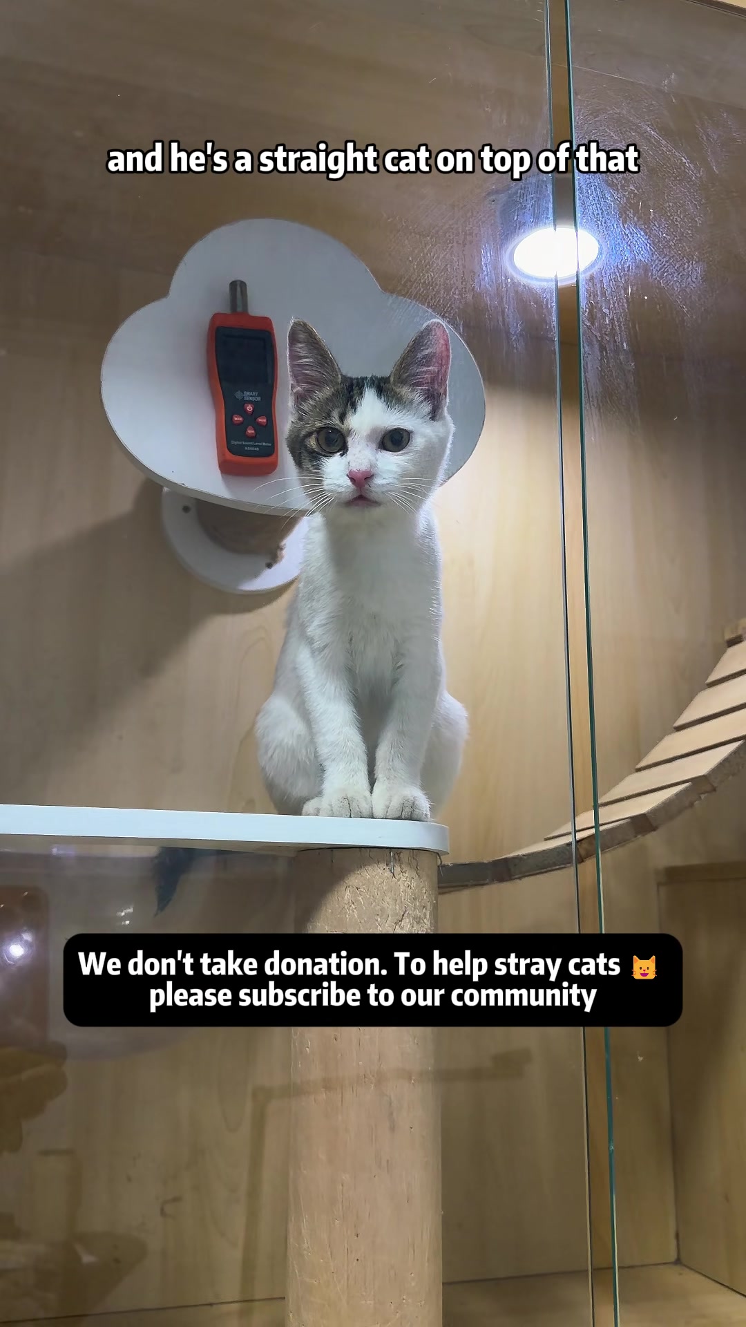 @Stray Cat Talkz