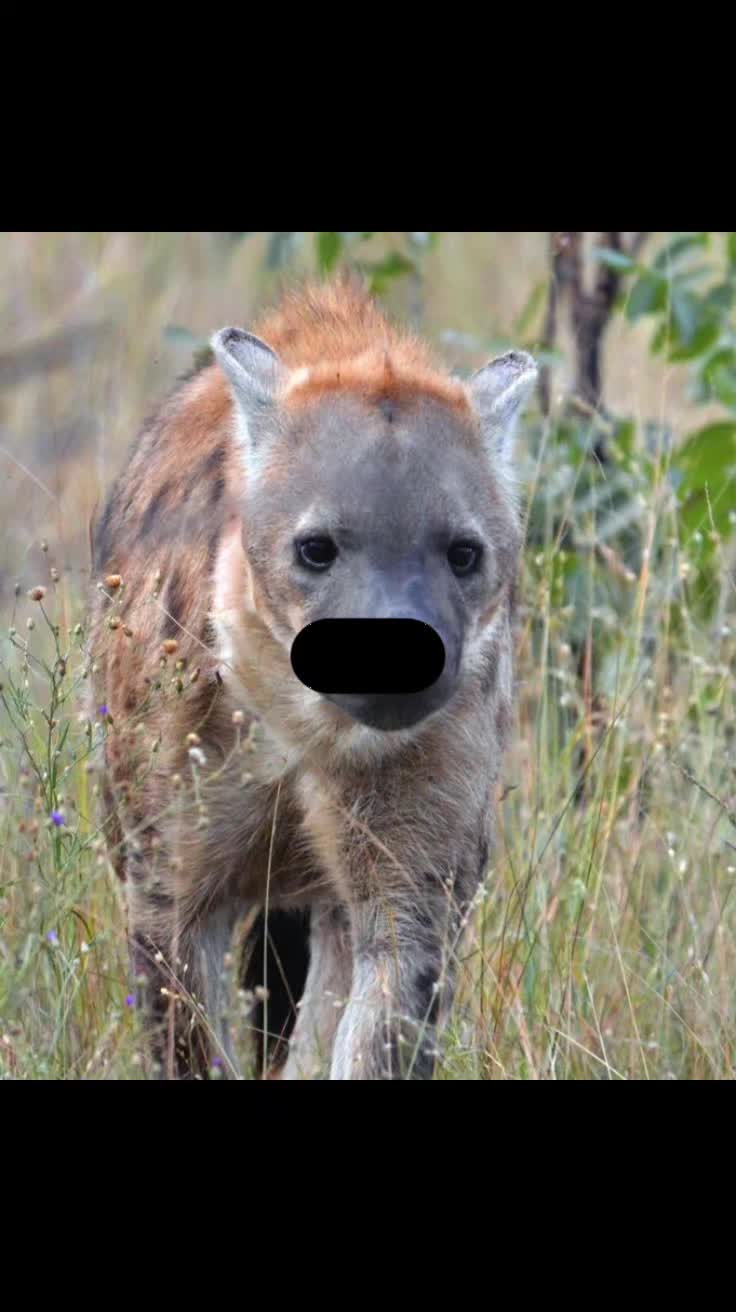 @AbrahamTheHyena✝️