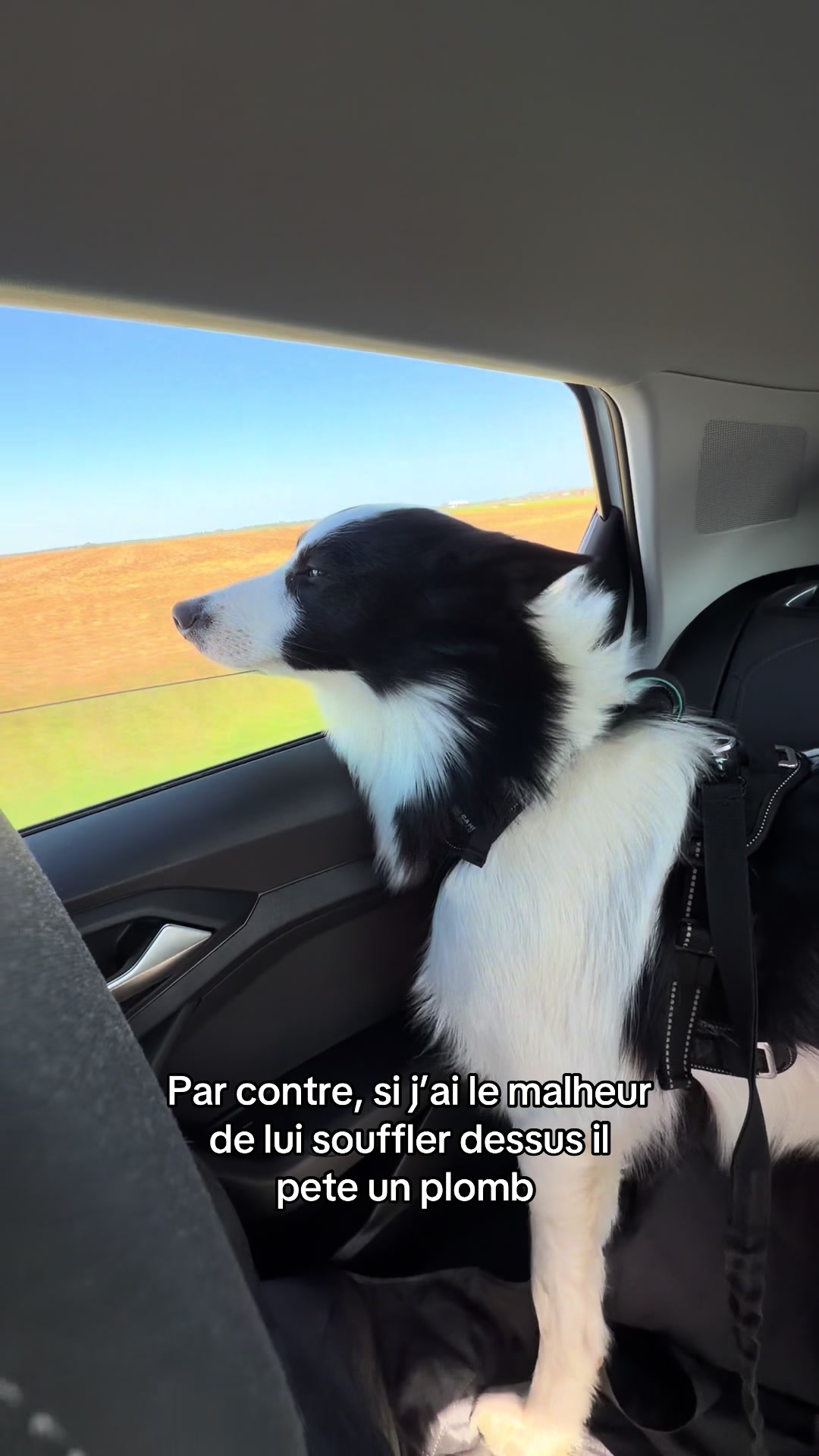 @Tigrou & Asko